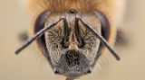Bienenkopf in Großaufnahme