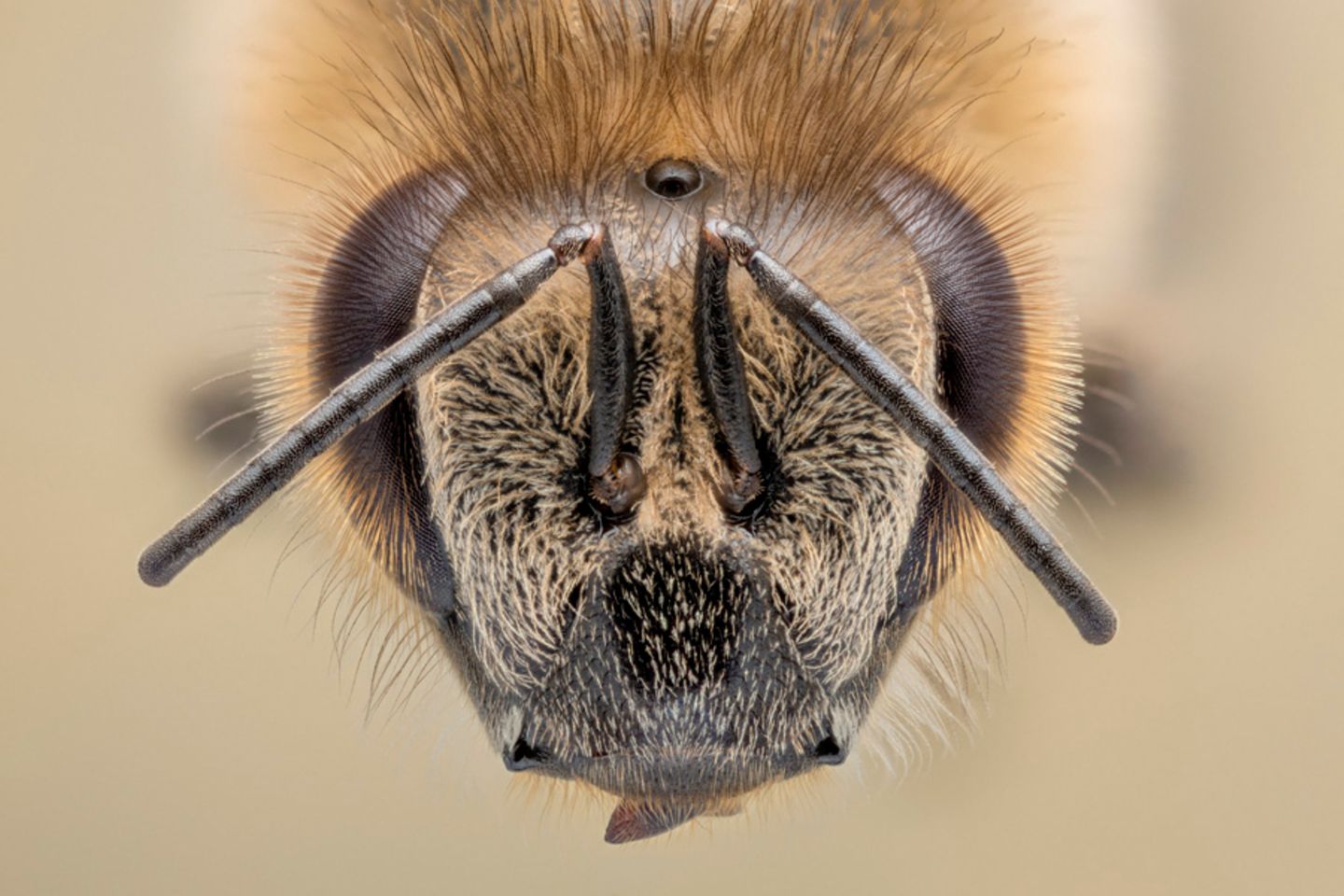 Bienenkopf in Großaufnahme