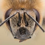 Bienenkopf in Großaufnahme