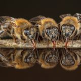 Bienen Drei Tiere trinken Wasser