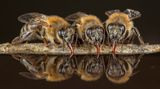 Bienen Drei Tiere trinken Wasser