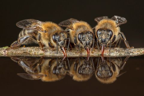 Bienen Drei Tiere trinken Wasser