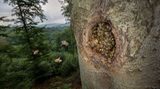 Honigbienen Einflugloch zu einem Nest in einer Baumhöhle