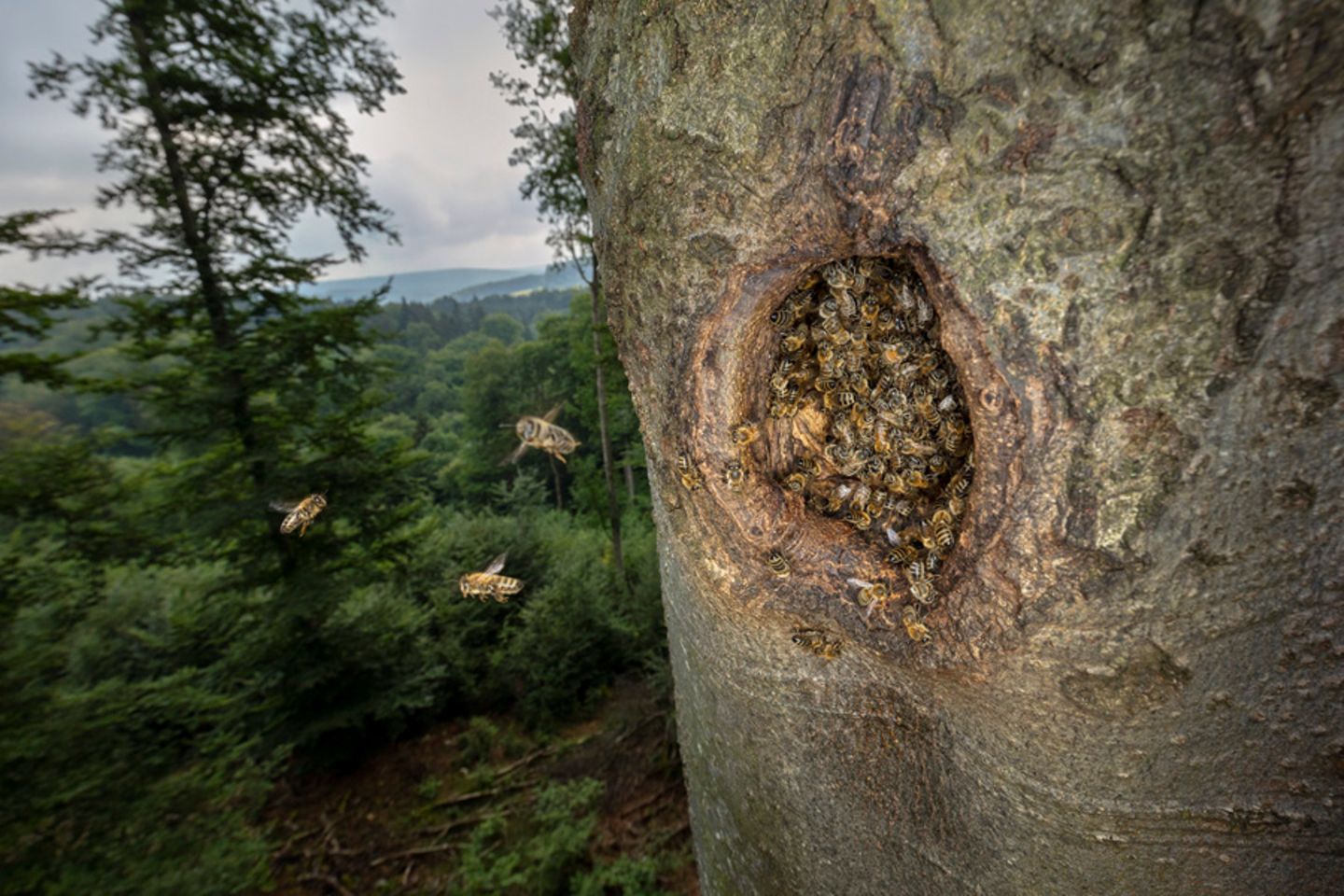 Honigbienen Einflugloch zu einem Nest in einer Baumhöhle