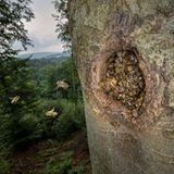 Honigbienen Einflugloch zu einem Nest in einer Baumhöhle