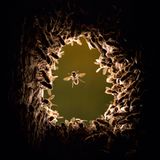 Bienen sitzen um den Eingang einer Baumhöhle