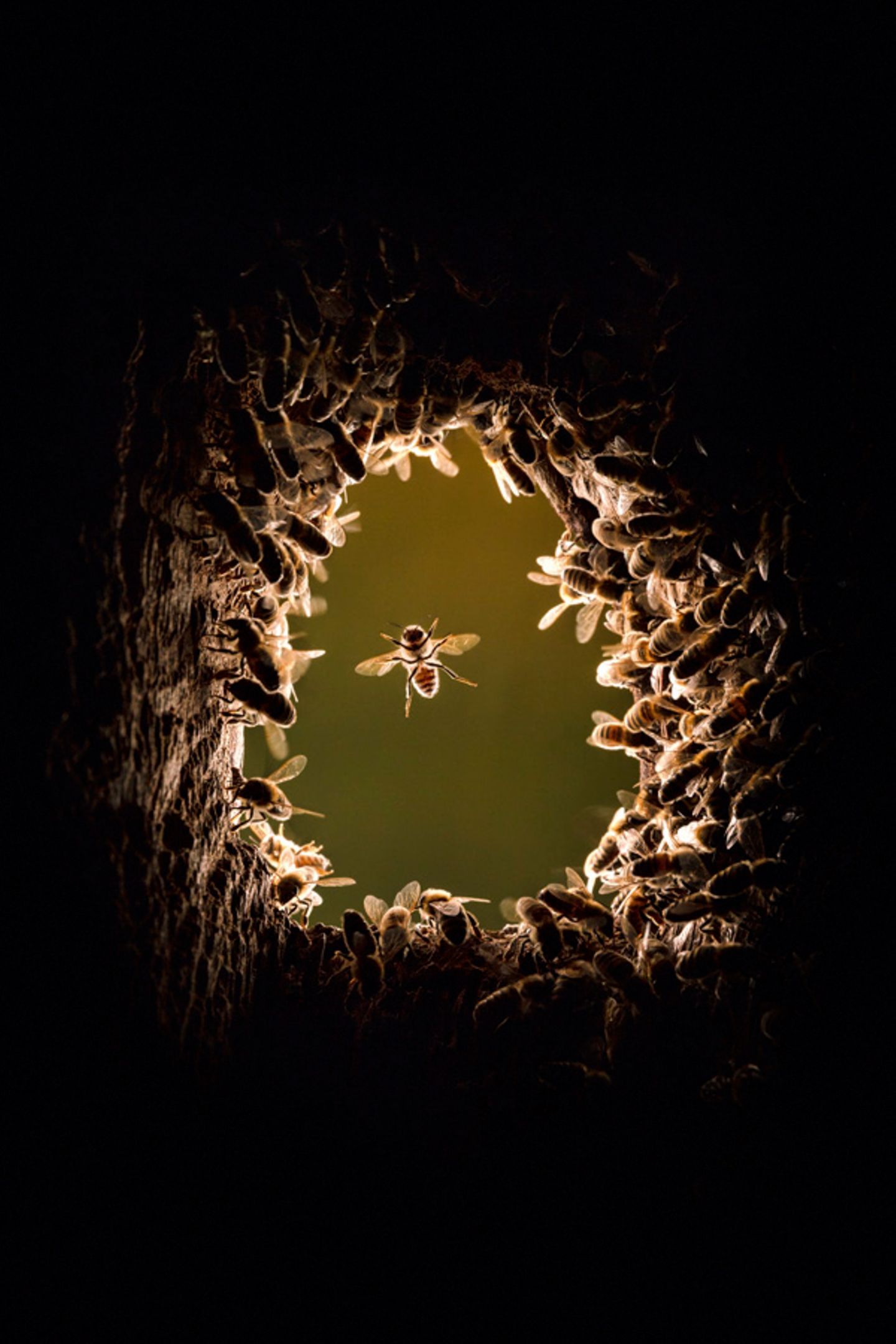 Bienen sitzen um den Eingang einer Baumhöhle