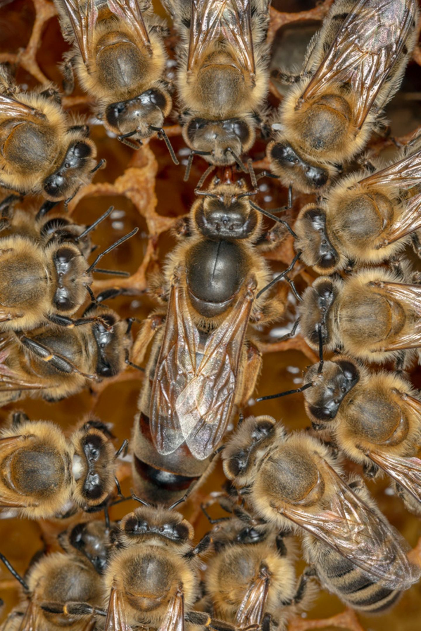 Bienenkönigin umgeben von Arbeiterinnen