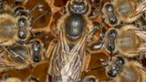 Bienenkönigin umgeben von Arbeiterinnen