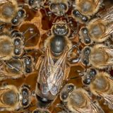 Bienenkönigin umgeben von Arbeiterinnen