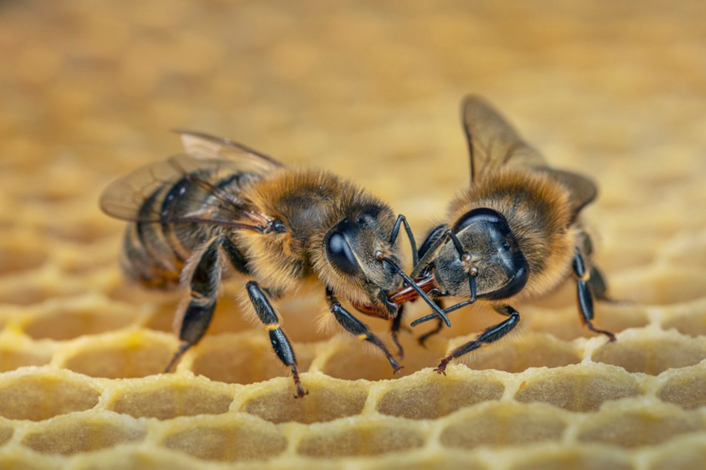 Honigbienen zwei Arbeiterinnen sitzen auf einer Wabe