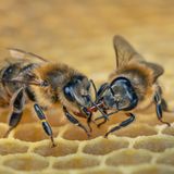 Honigbienen zwei Arbeiterinnen sitzen auf einer Wabe