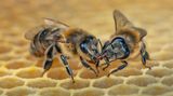 Honigbienen zwei Arbeiterinnen sitzen auf einer Wabe