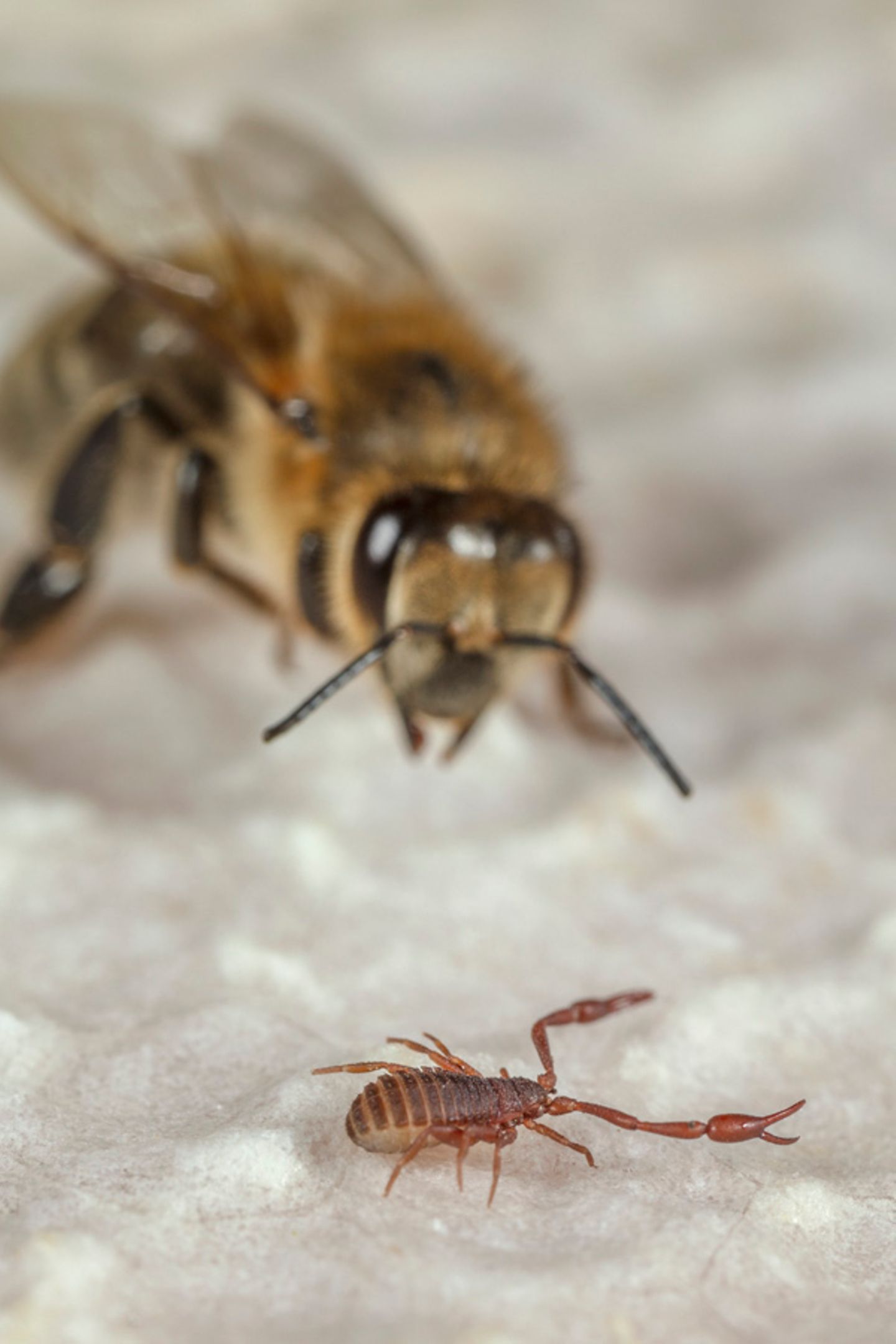 Biene betrachtet einen Pseudoskorpion