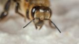 Biene betrachtet einen Pseudoskorpion