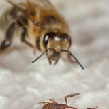 Biene betrachtet einen Pseudoskorpion