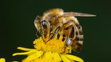 Biene sitz auf einer gelben Blüte