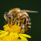 Biene sitz auf einer gelben Blüte