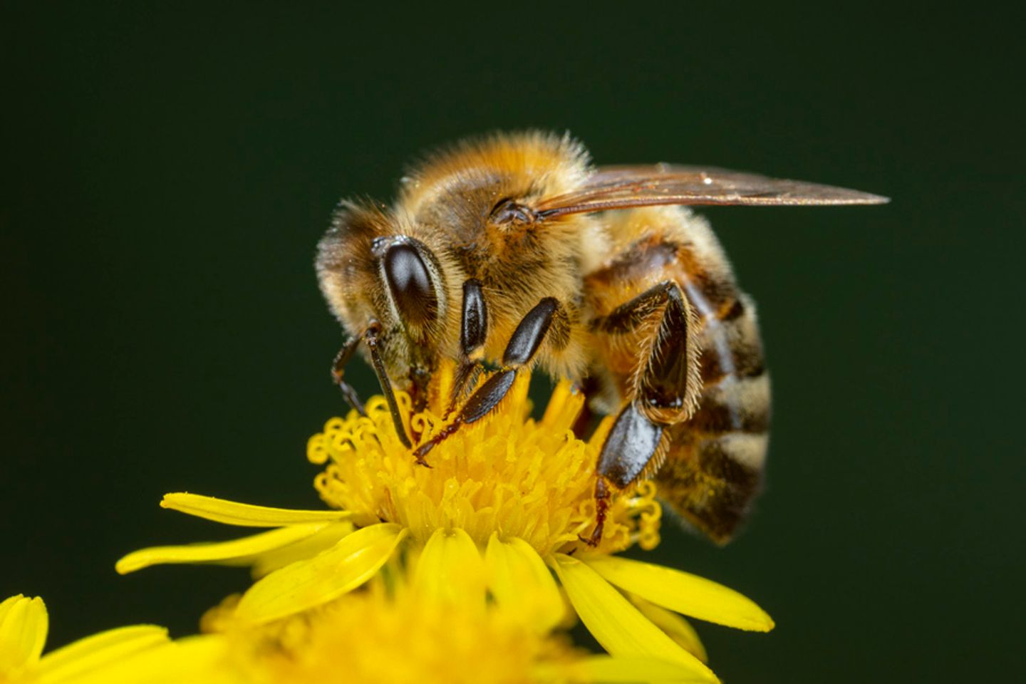 Biene sitz auf einer gelben Blüte
