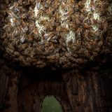 Honigbiene Waben im einem Baumloch