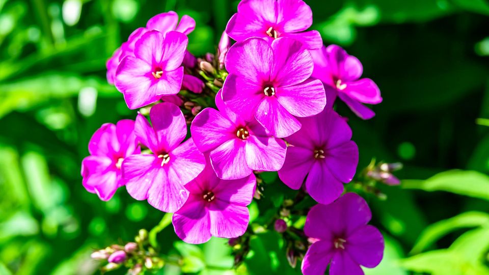 Knallig pinke Blumen namens Phlox