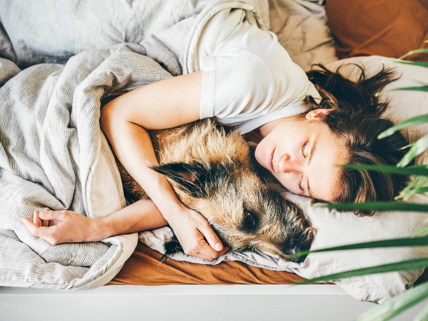Hund im Bett: Warum er die Schlafqualitt von Frauchen verbessert | STERN.de