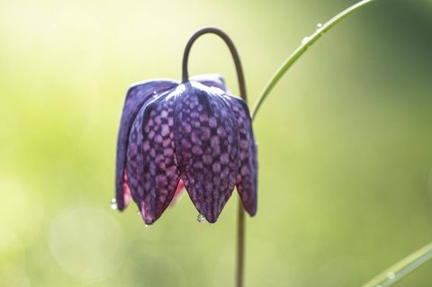 Artenschutz violette Blüten mit quadratischen hellen und dunklen Flächen