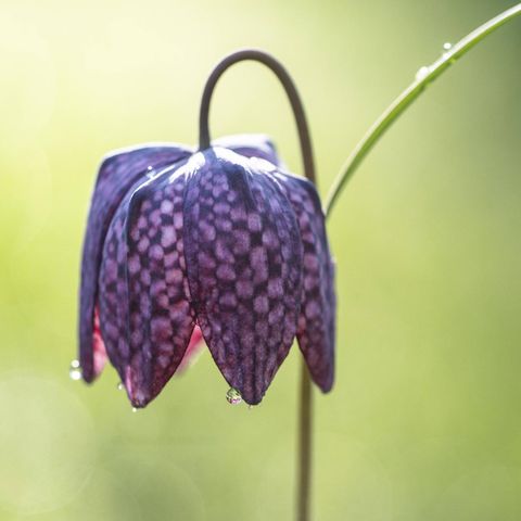 Artenschutz violette Blüten mit quadratischen hellen und dunklen Flächen