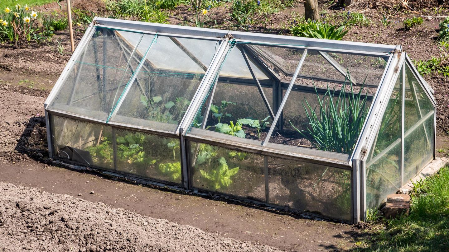 Garten-Hack: Molliges Mikroklima: Wie eine Gewächshausheizung zarte Pflänzchen beschützt