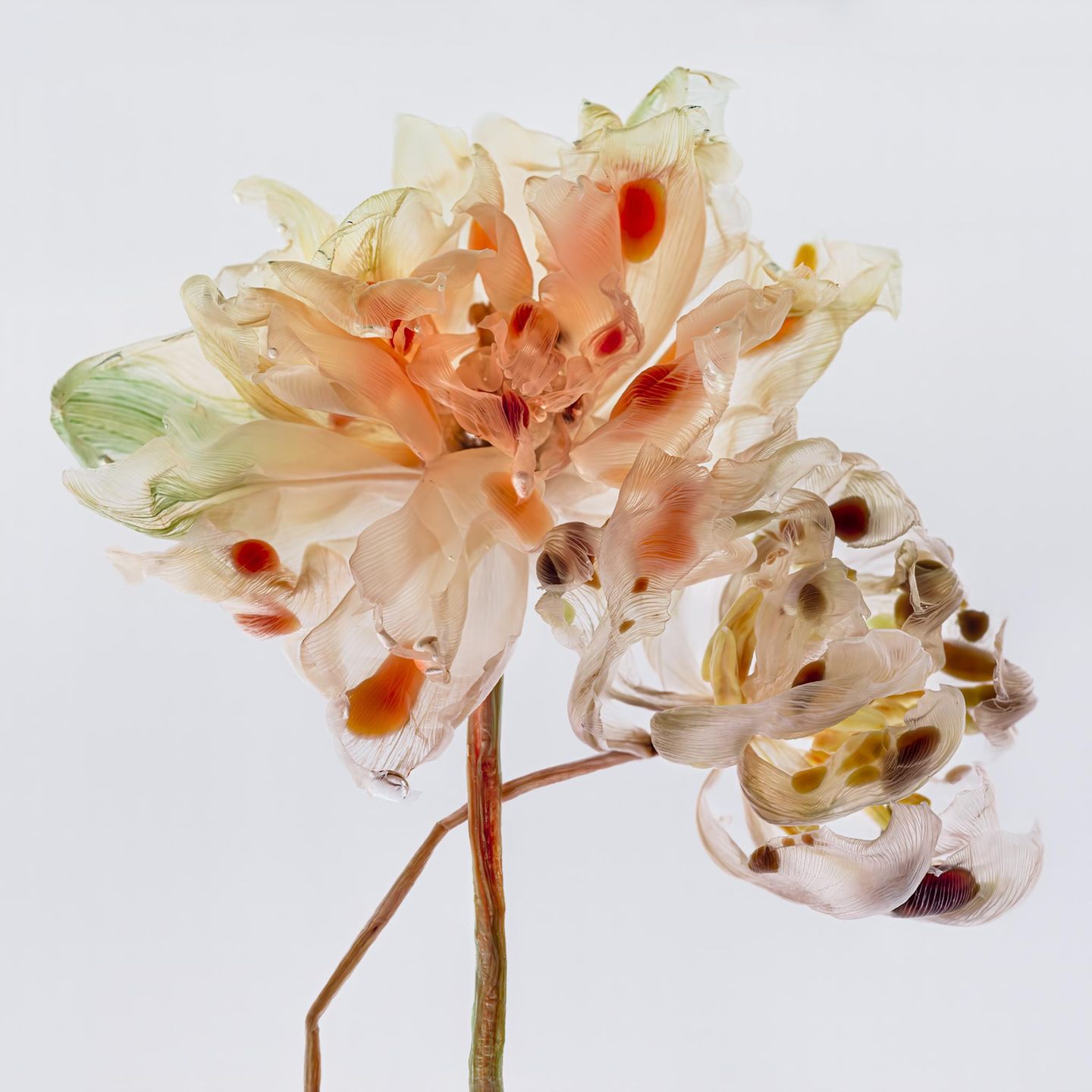 Foto aus der Reihe Fairies von Kathrin Linkersdorff