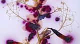 Foto aus der Reihe Microverse von Kathrin Linkersdorff