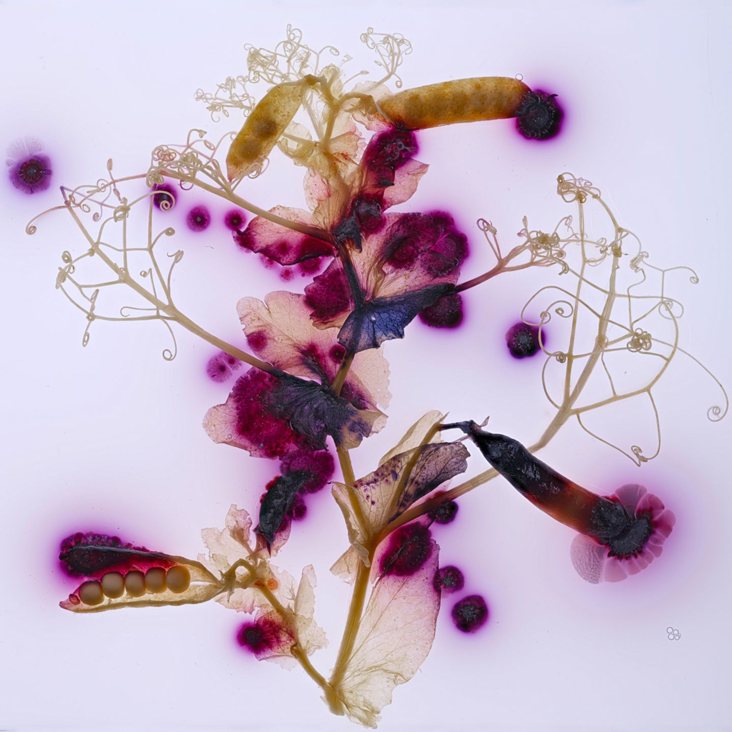 Foto aus der Reihe Microverse von Kathrin Linkersdorff Foto aus der Reihe Microverse von Kathrin Linkersdorff