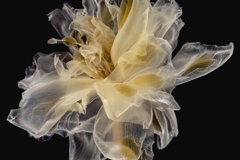 Foto aus der Reihe Fairies von Kathrin Linkersdorff