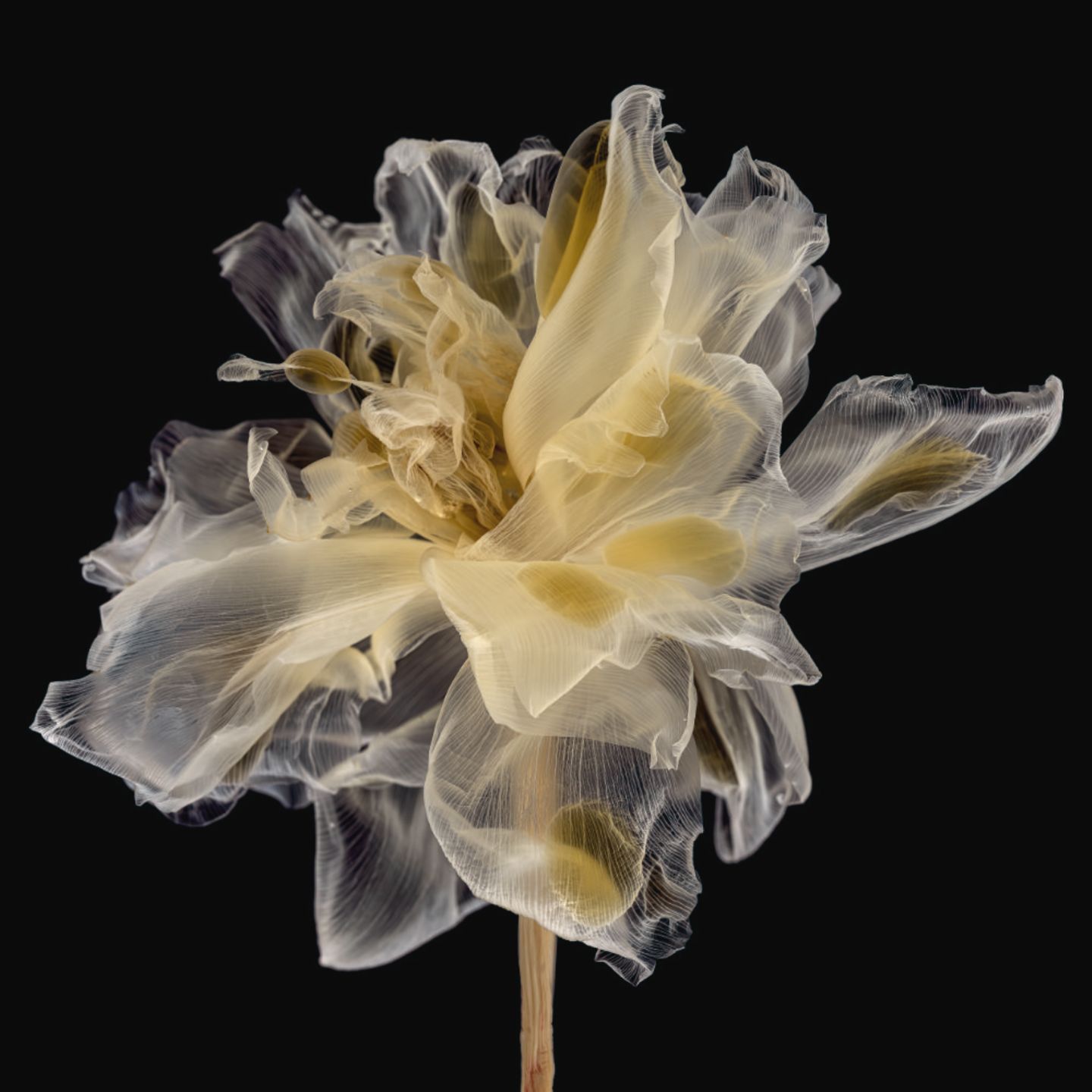 Foto aus der Reihe Fairies von Kathrin Linkersdorff