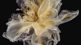 Foto aus der Reihe Fairies von Kathrin Linkersdorff