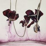 Foto aus der Reihe Floriszenzen von Kathrin Linkersdorff