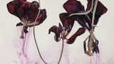 Foto aus der Reihe Floriszenzen von Kathrin Linkersdorff
