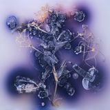 … die abgestorbene Erbsenpflanze hier ist nach mehrwöchiger Inkubation bei 28 Grad dicht besiedelt von Streptomyceten-Bakterien