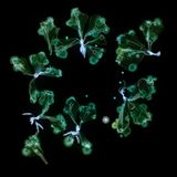 Foto aus der Reihe Microverse von Kathrin Linkersdorff