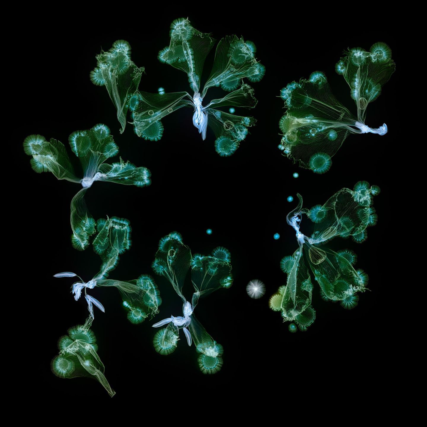 Foto aus der Reihe Microverse von Kathrin Linkersdorff