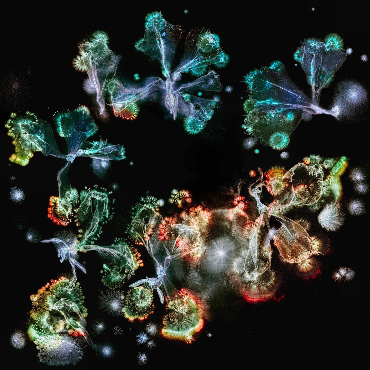 Foto aus der Reihe Microverse von Kathrin Linkersdorff