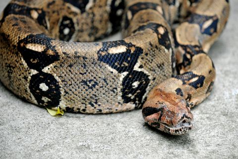 Die Boa constrictor hat ein braunes Muster
