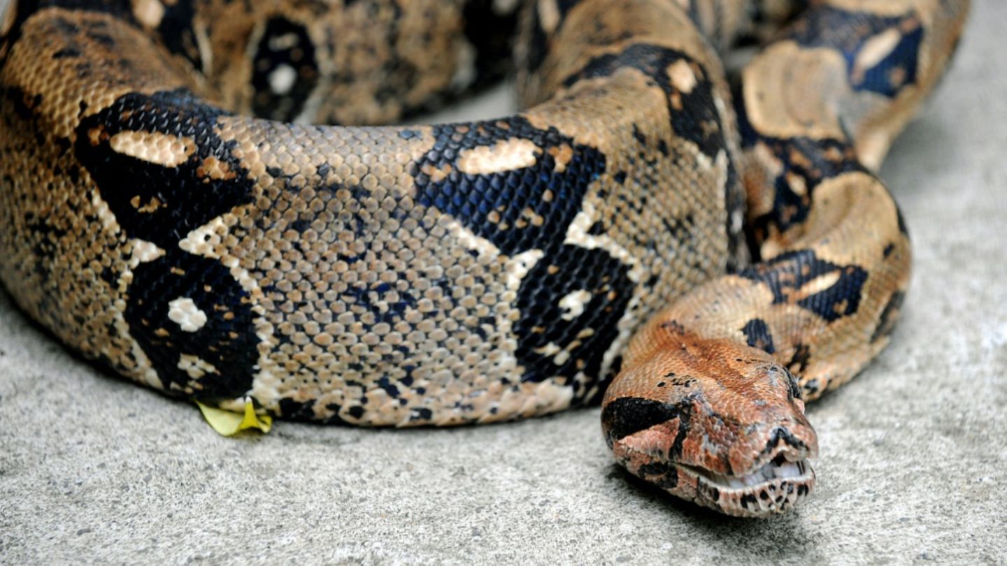 Die Boa constrictor hat ein braunes Muster