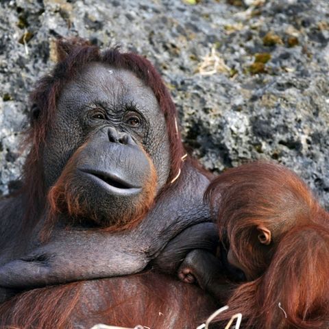 Orang-Utan-Weibchen mit Nachwuchs in Frankreich