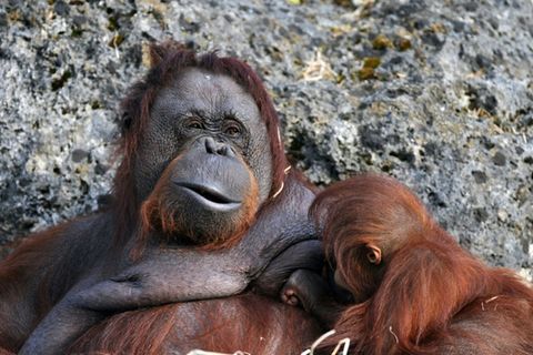 Orang-Utan-Weibchen mit Nachwuchs in Frankreich