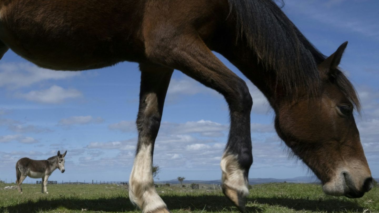 Pferd und Esel auf Weide