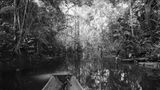Amazonas