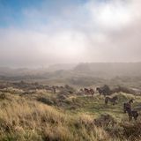 Exmoor-Ponys in der Dünenlandschaft
