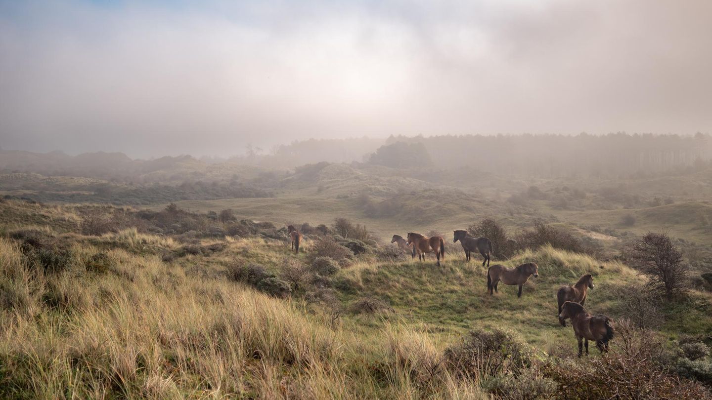 Exmoor-Ponys in der Dünenlandschaft