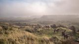 Exmoor-Ponys in der Dünenlandschaft